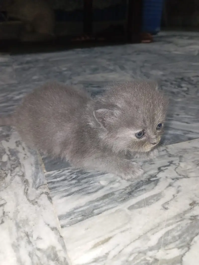 pure home Persian kittens for sale — photo 9