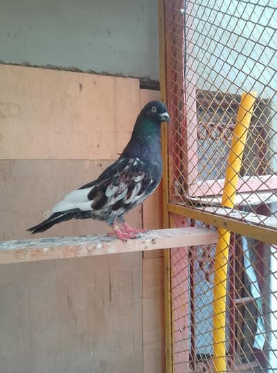 ambersira pigeon
