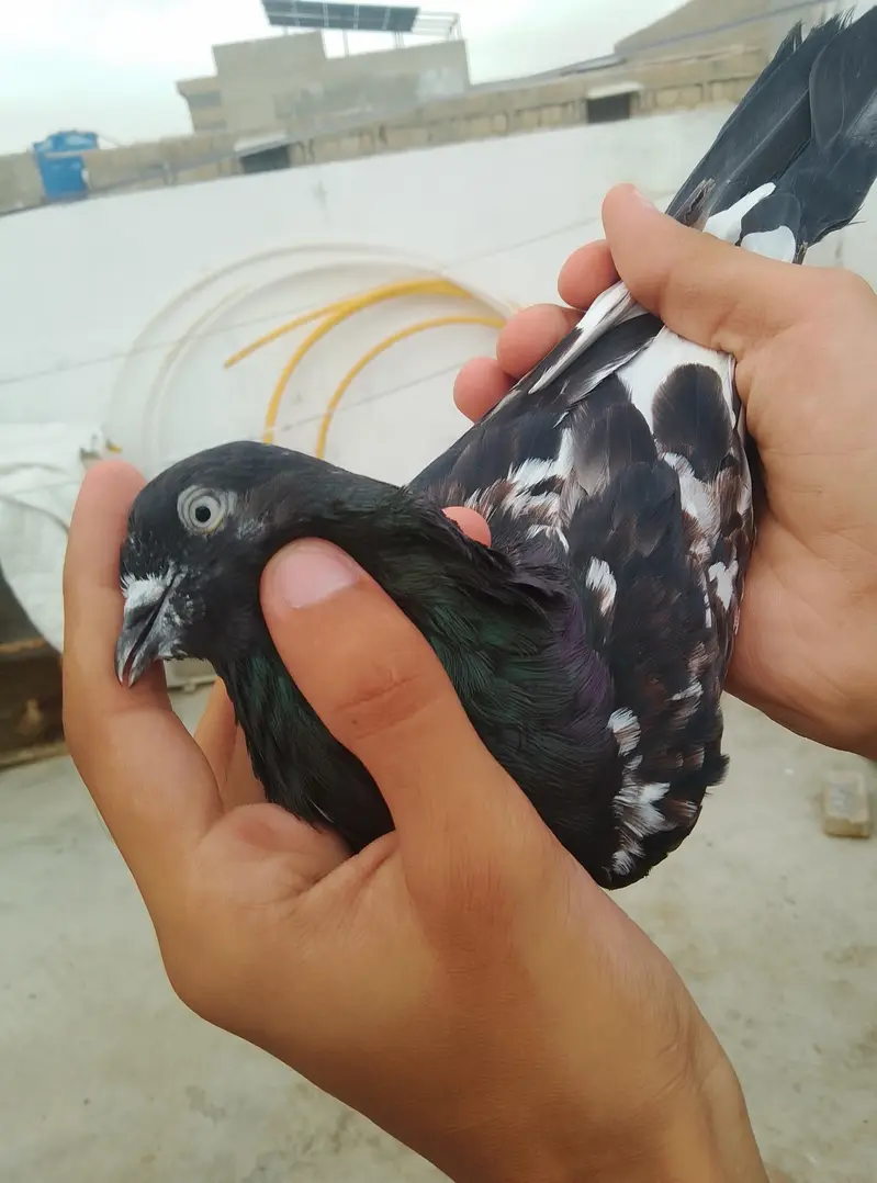 ambersira pigeon — photo 2