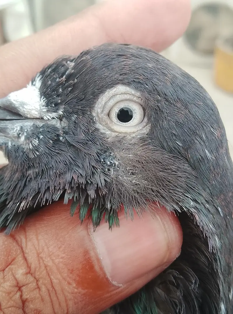 ambersira pigeon — photo 3