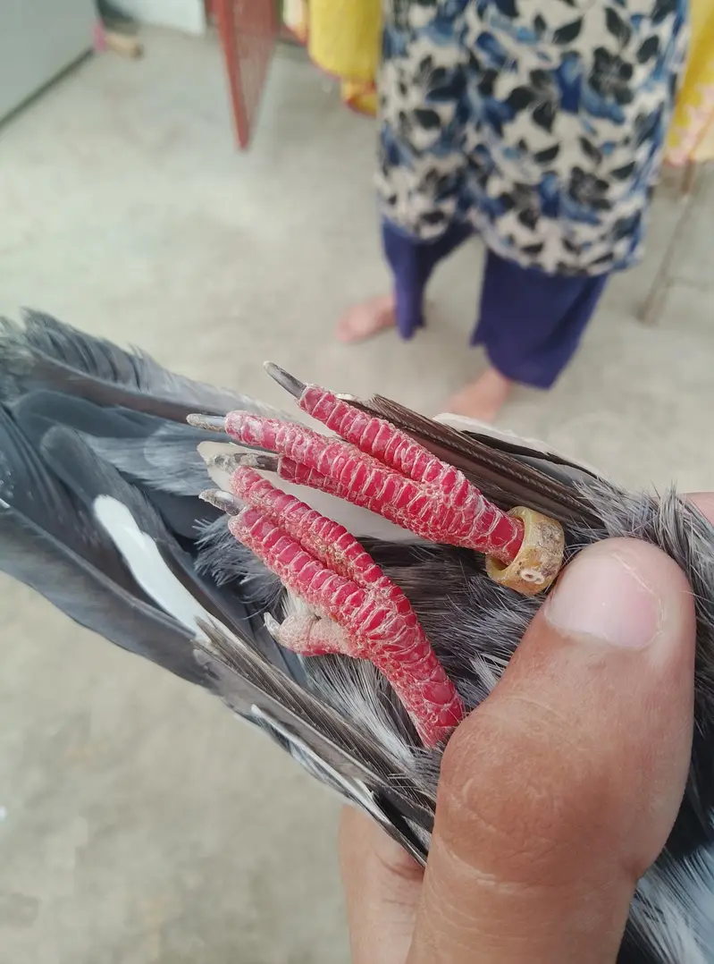 ambersira pigeon — photo 4