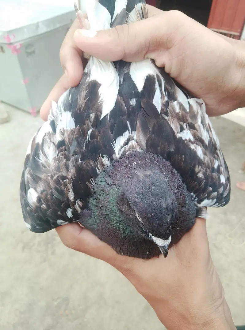 ambersira pigeon — photo 5