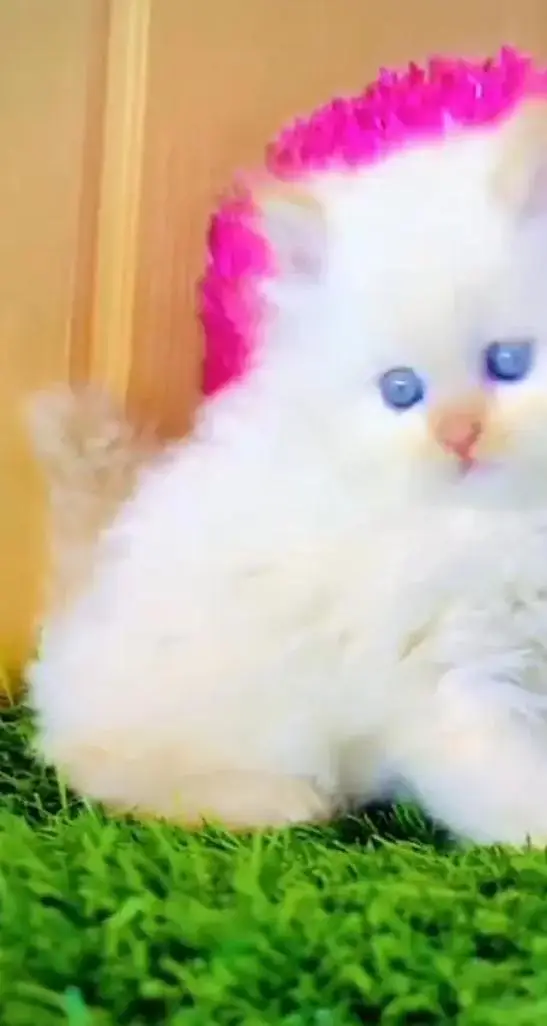 Persian cat for sale 2 month age available — photo 2