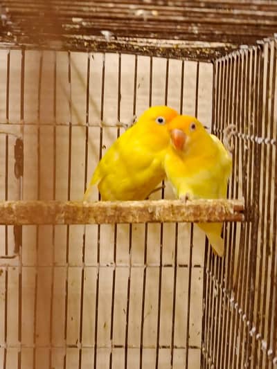 30 pairs. Complete LoveBird breeding setup for sale