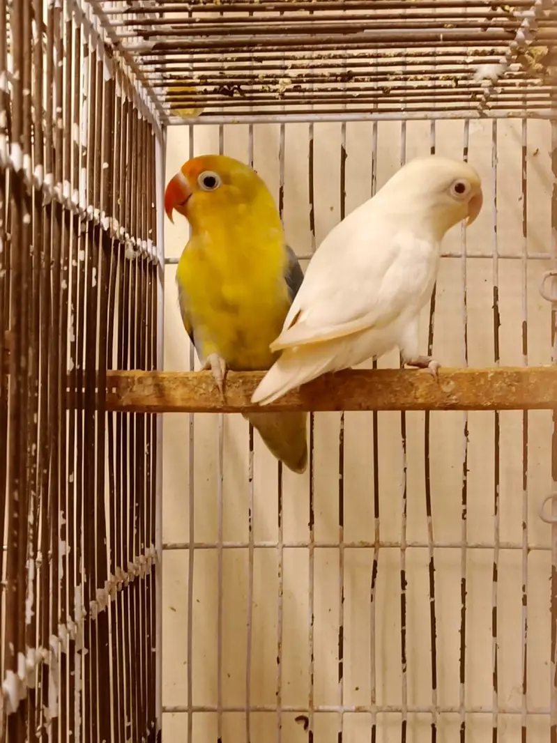 30 pairs. Complete LoveBird breeding setup for sale — photo 2