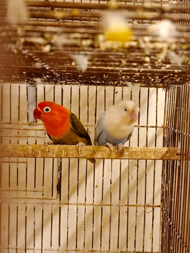 30 pairs. Complete LoveBird breeding setup for sale — photo 3