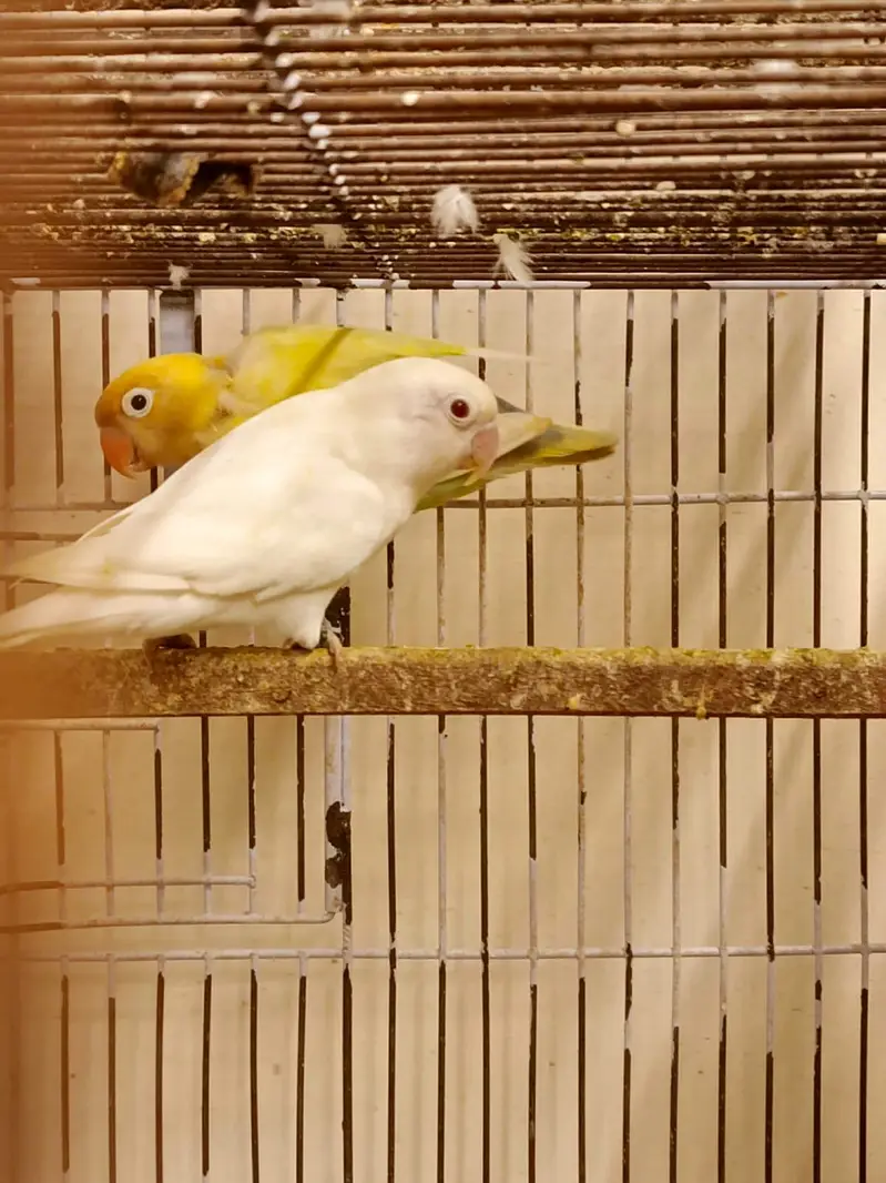 30 pairs. Complete LoveBird breeding setup for sale — photo 4