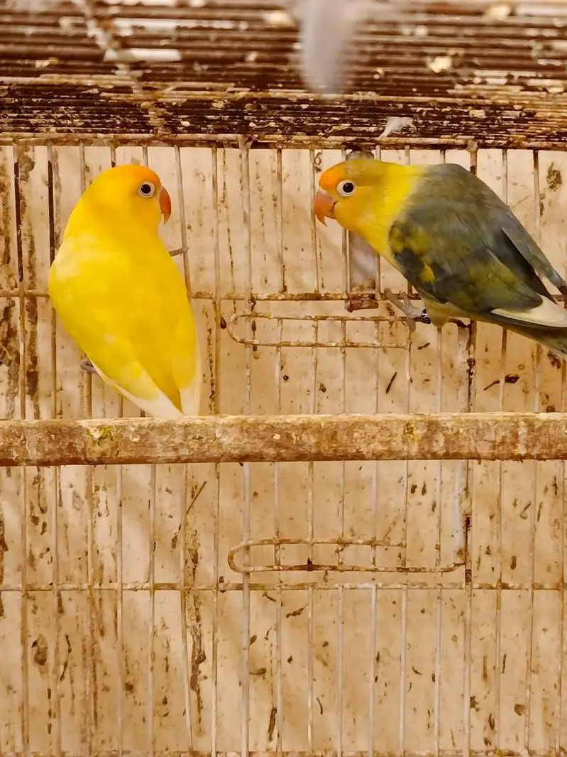30 pairs. Complete LoveBird breeding setup for sale — photo 5