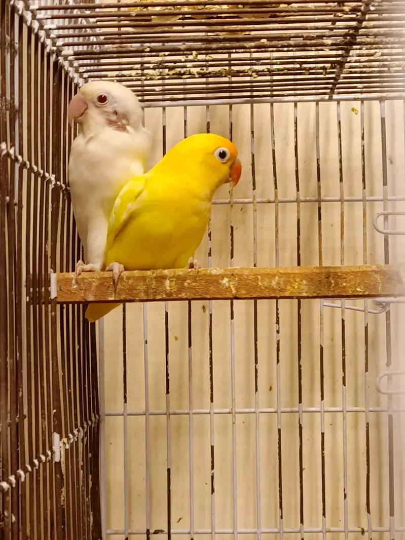 30 pairs. Complete LoveBird breeding setup for sale — photo 6