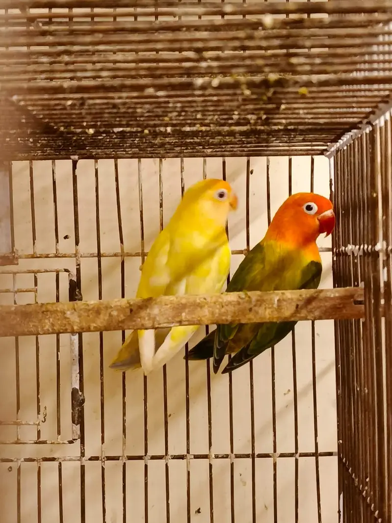 30 pairs. Complete LoveBird breeding setup for sale — photo 7