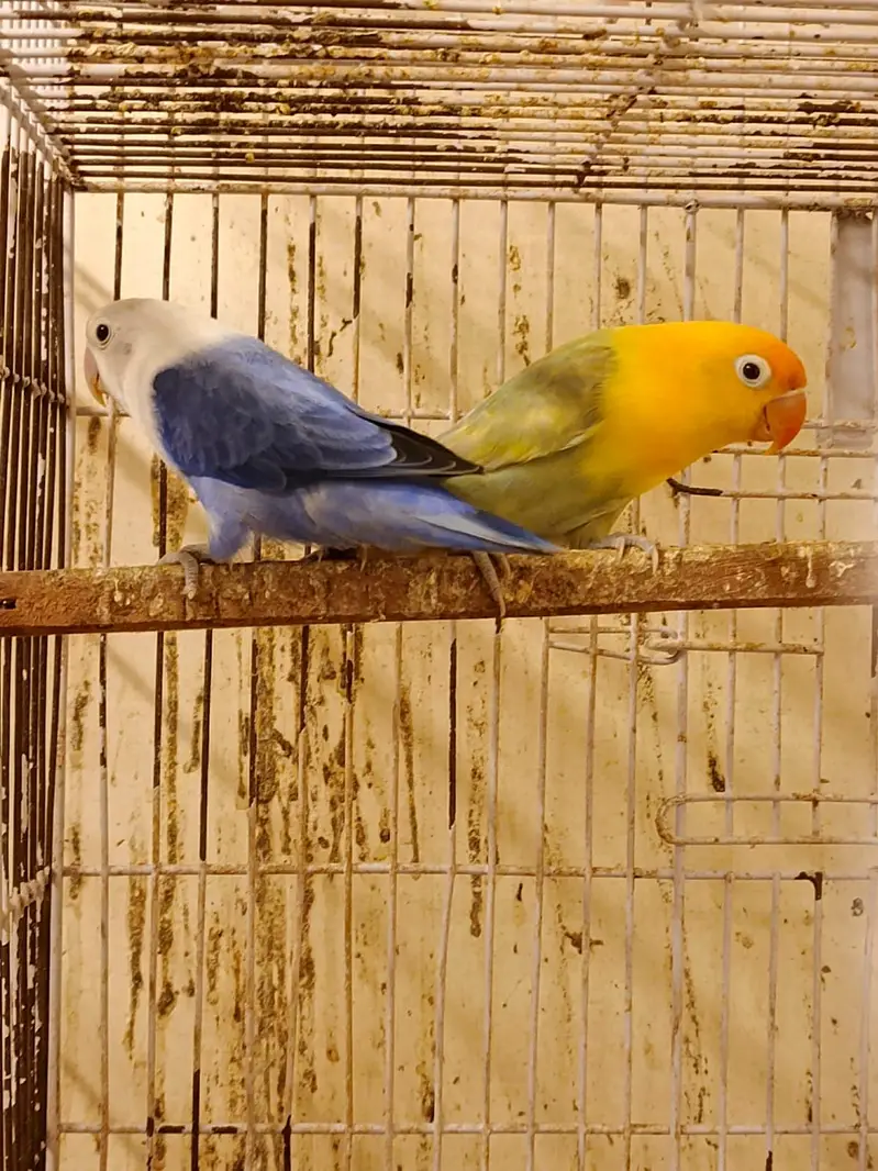 30 pairs. Complete LoveBird breeding setup for sale — photo 8