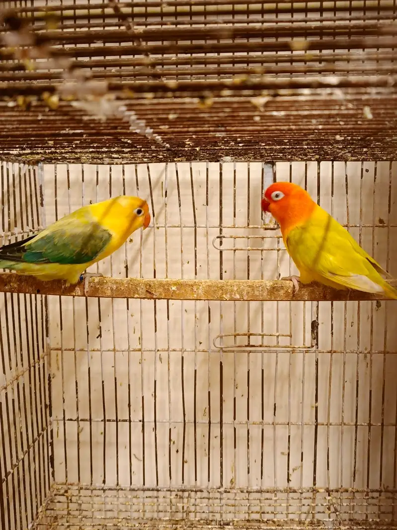 30 pairs. Complete LoveBird breeding setup for sale — photo 9