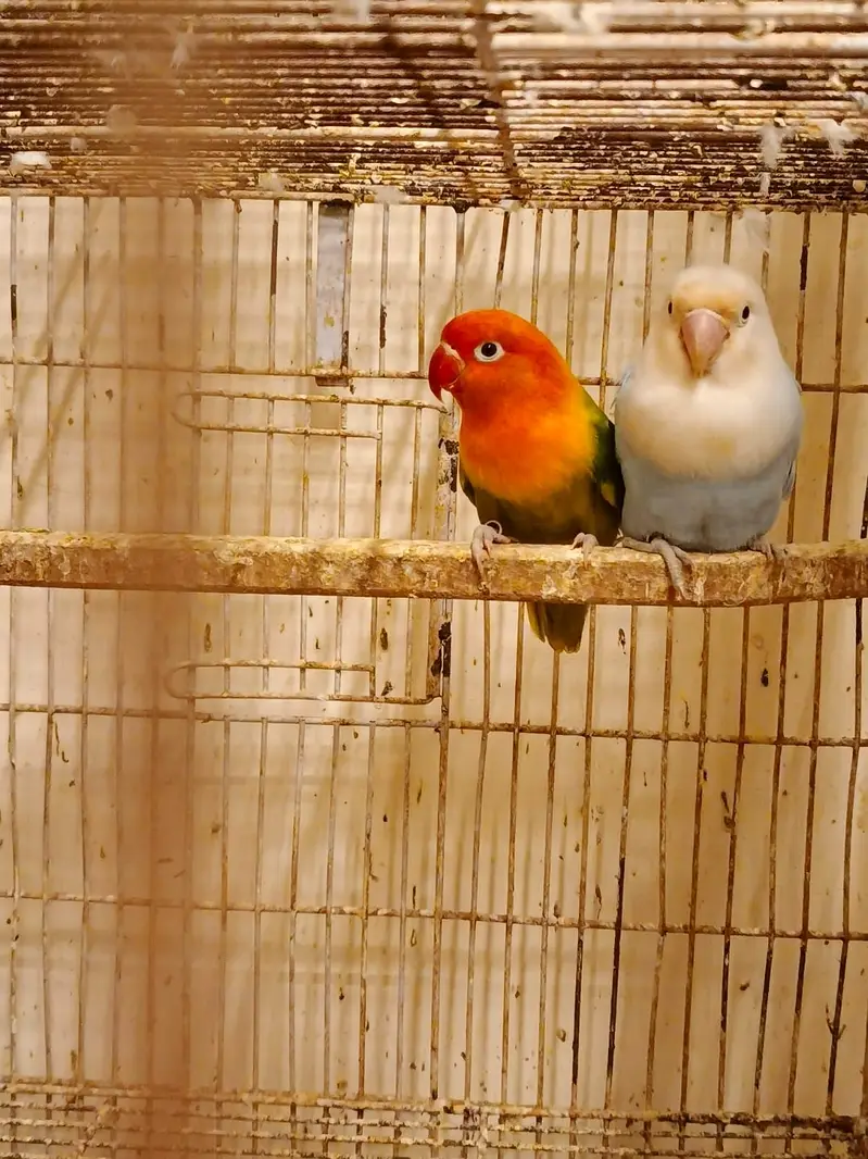30 pairs. Complete LoveBird breeding setup for sale — photo 10
