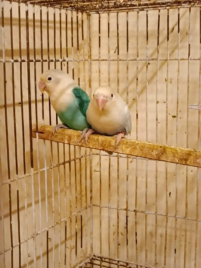 30 pairs. Complete LoveBird breeding setup for sale — photo 11