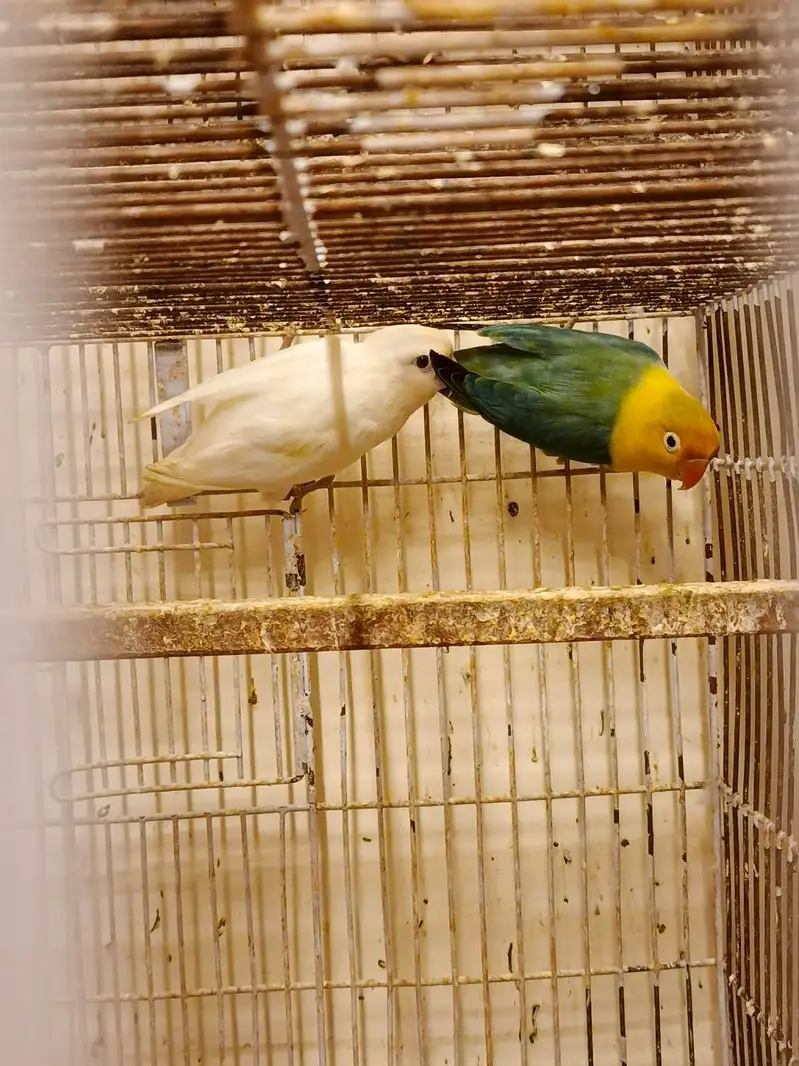 30 pairs. Complete LoveBird breeding setup for sale — photo 12