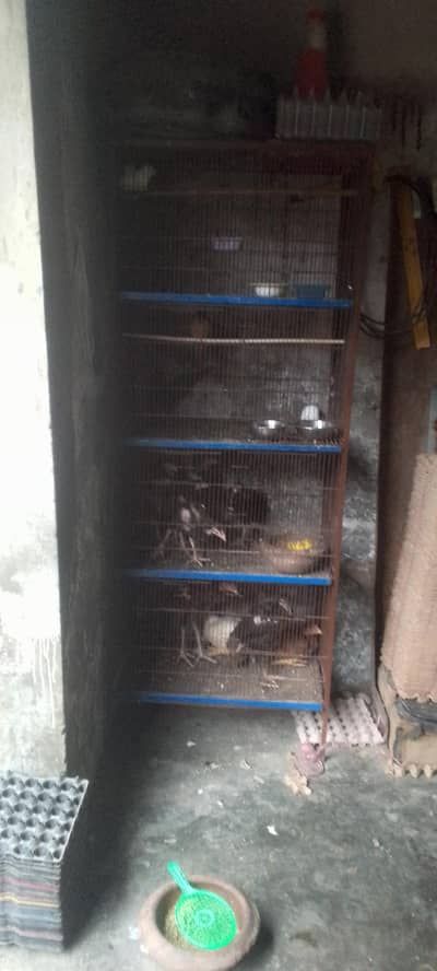 4 portion new condition moti wire or bhut mazbot ha bhut hi munasib ha