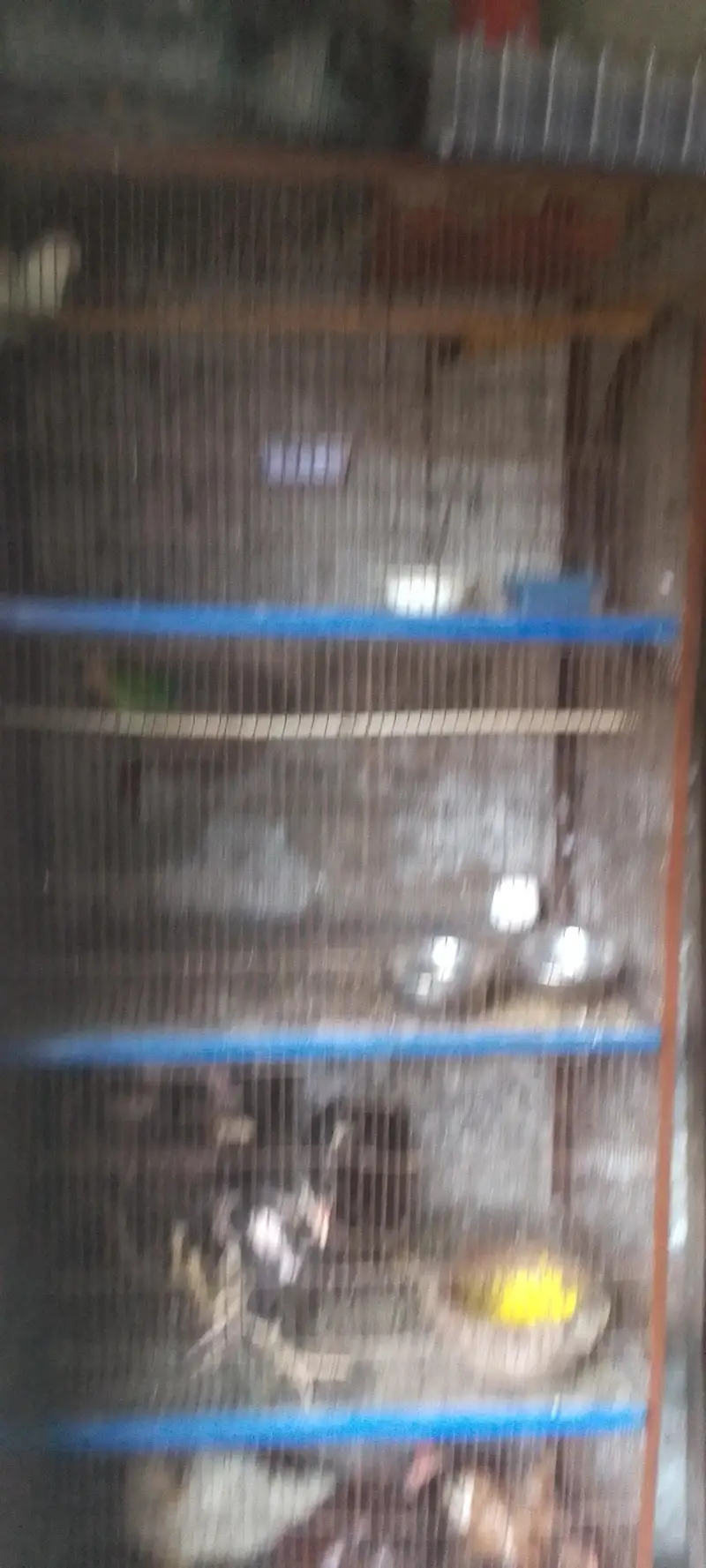 4 portion new condition moti wire or bhut mazbot ha bhut hi munasib ha — photo 6