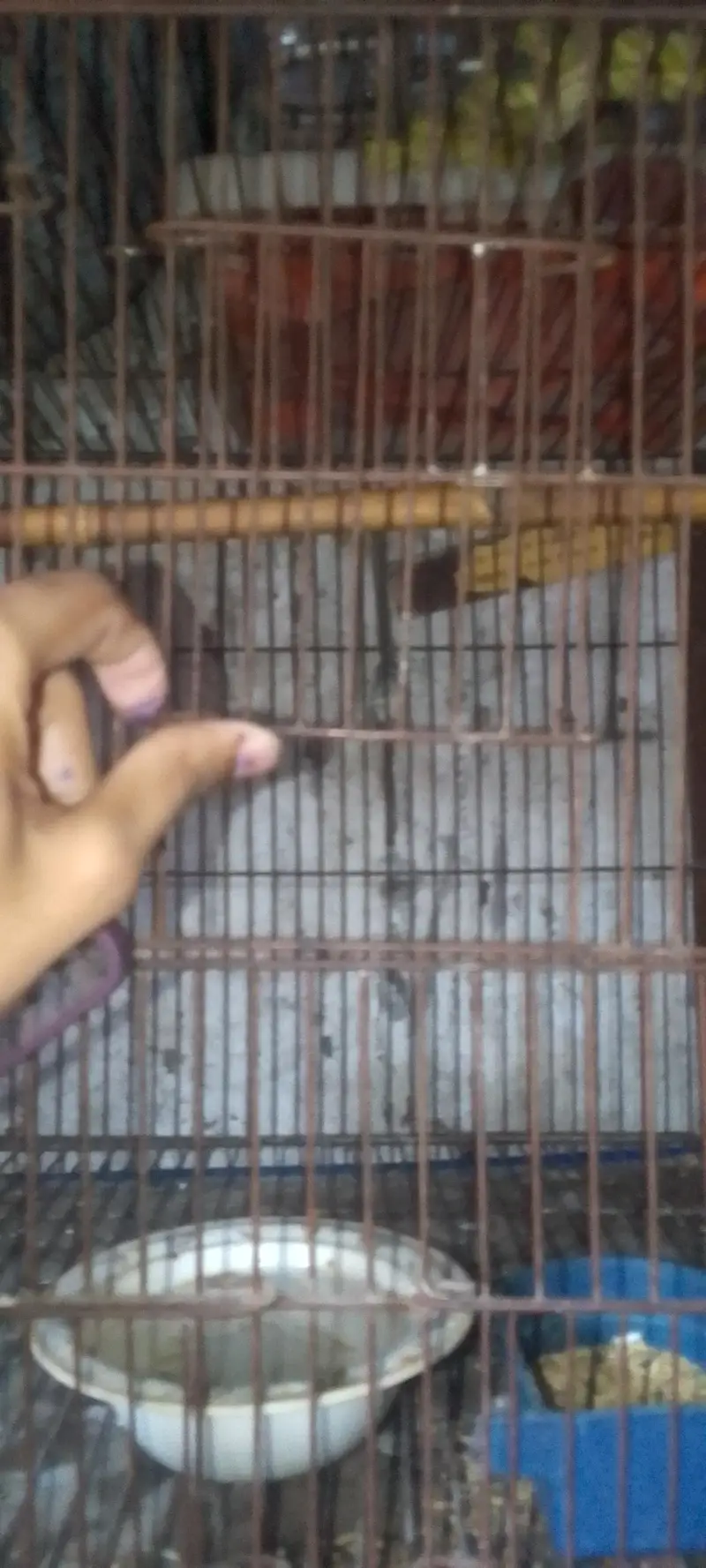 4 portion new condition moti wire or bhut mazbot ha bhut hi munasib ha — photo 9