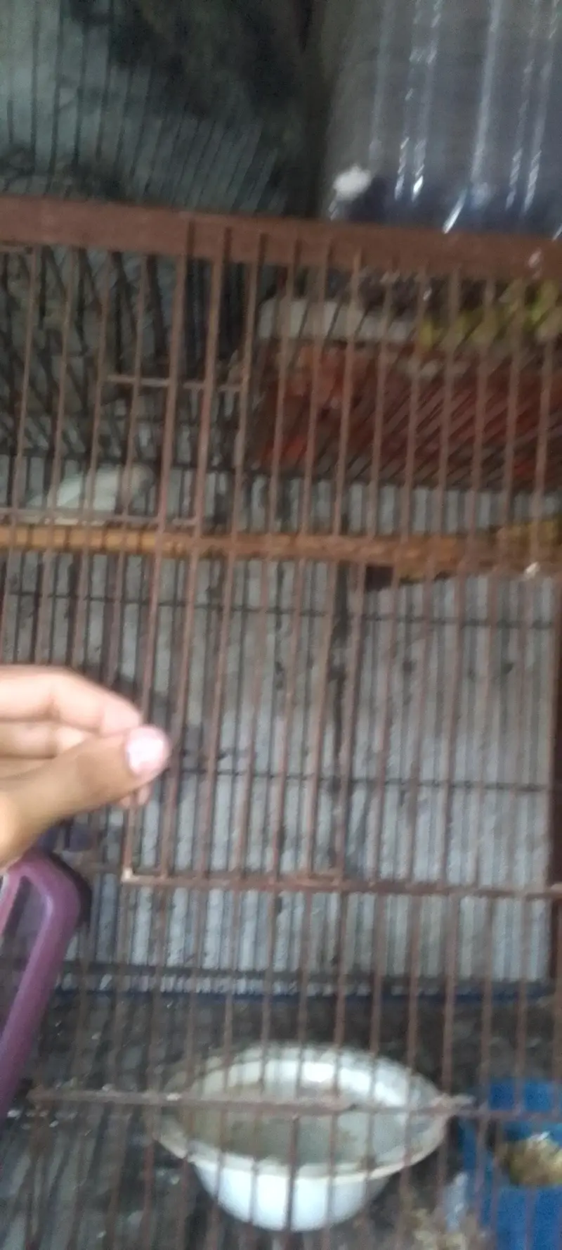 4 portion new condition moti wire or bhut mazbot ha bhut hi munasib ha — photo 11