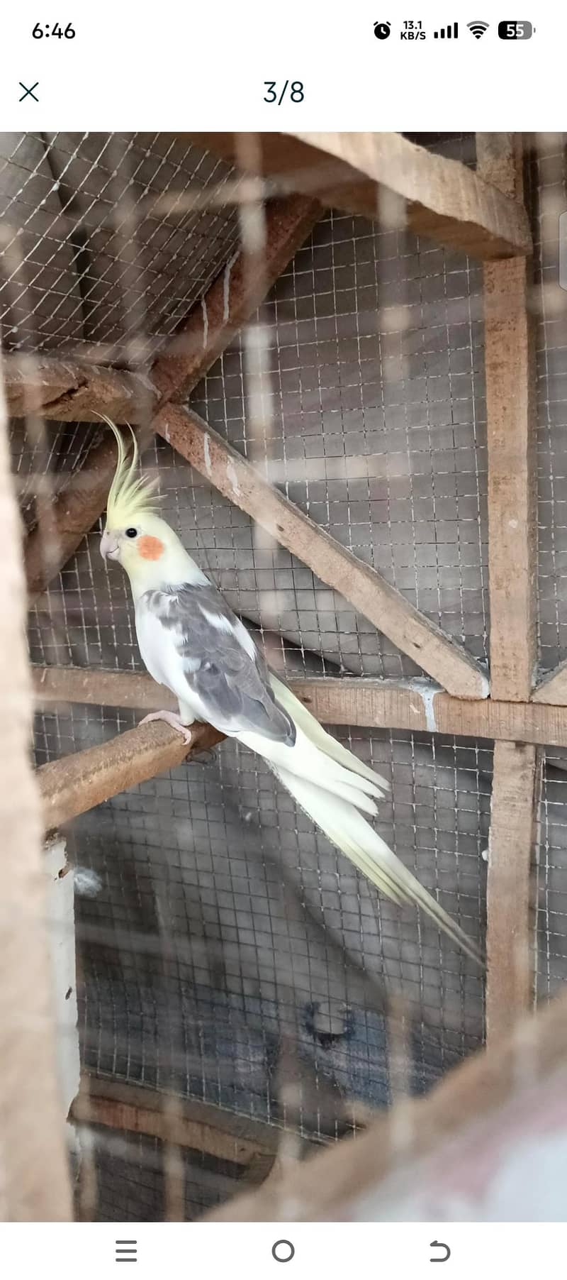 perrot 1