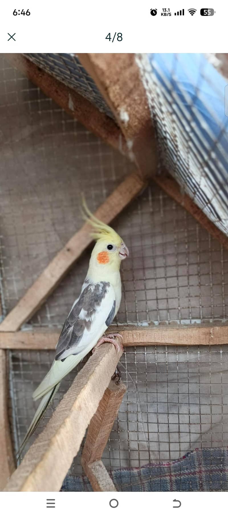 perrot 2