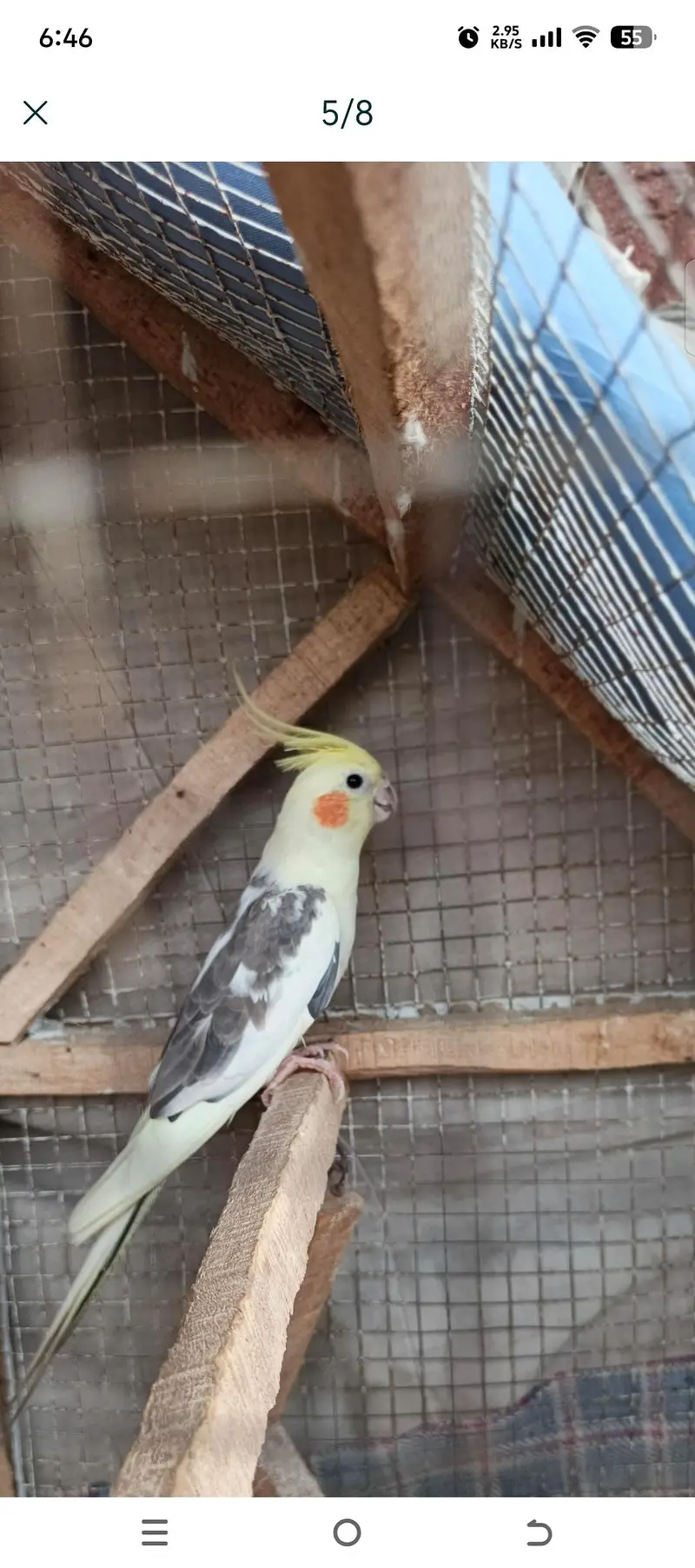 perrot — photo 4