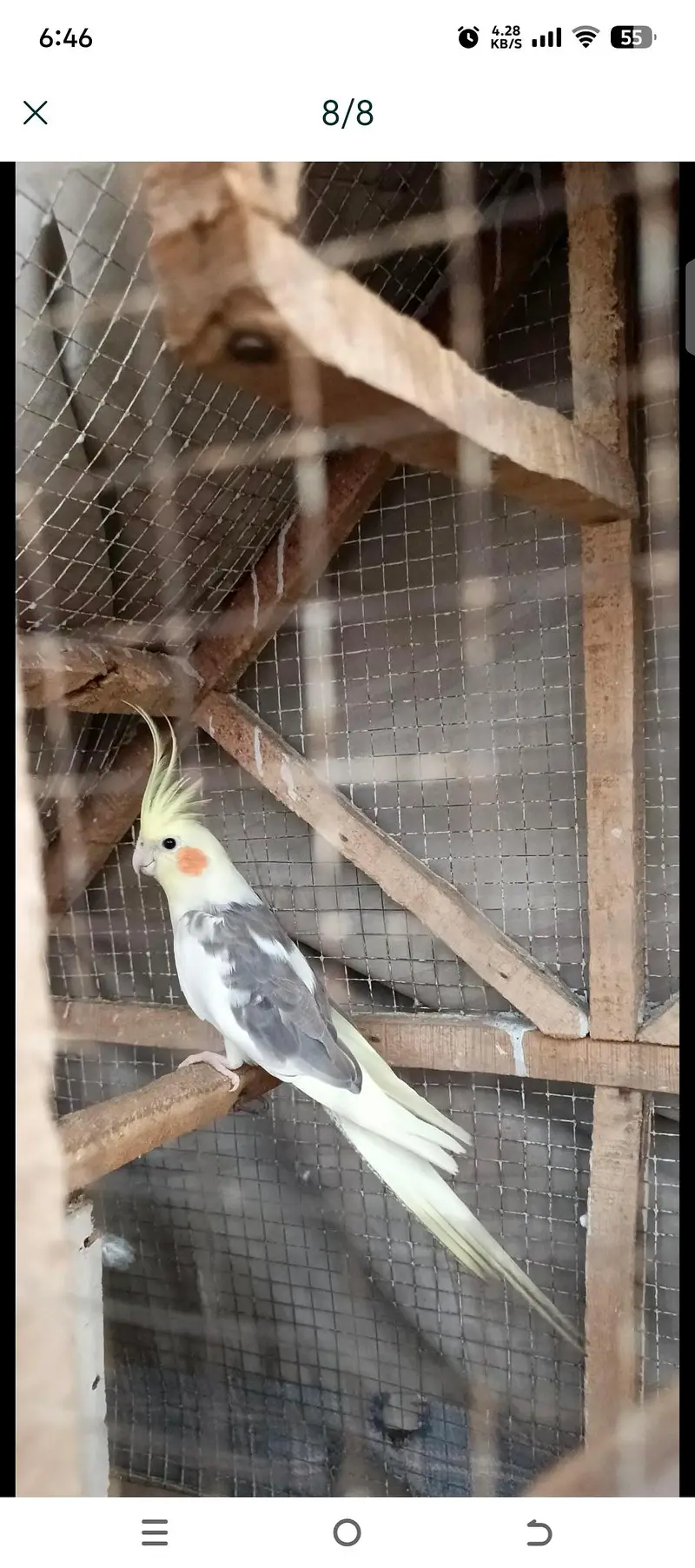 perrot — photo 6