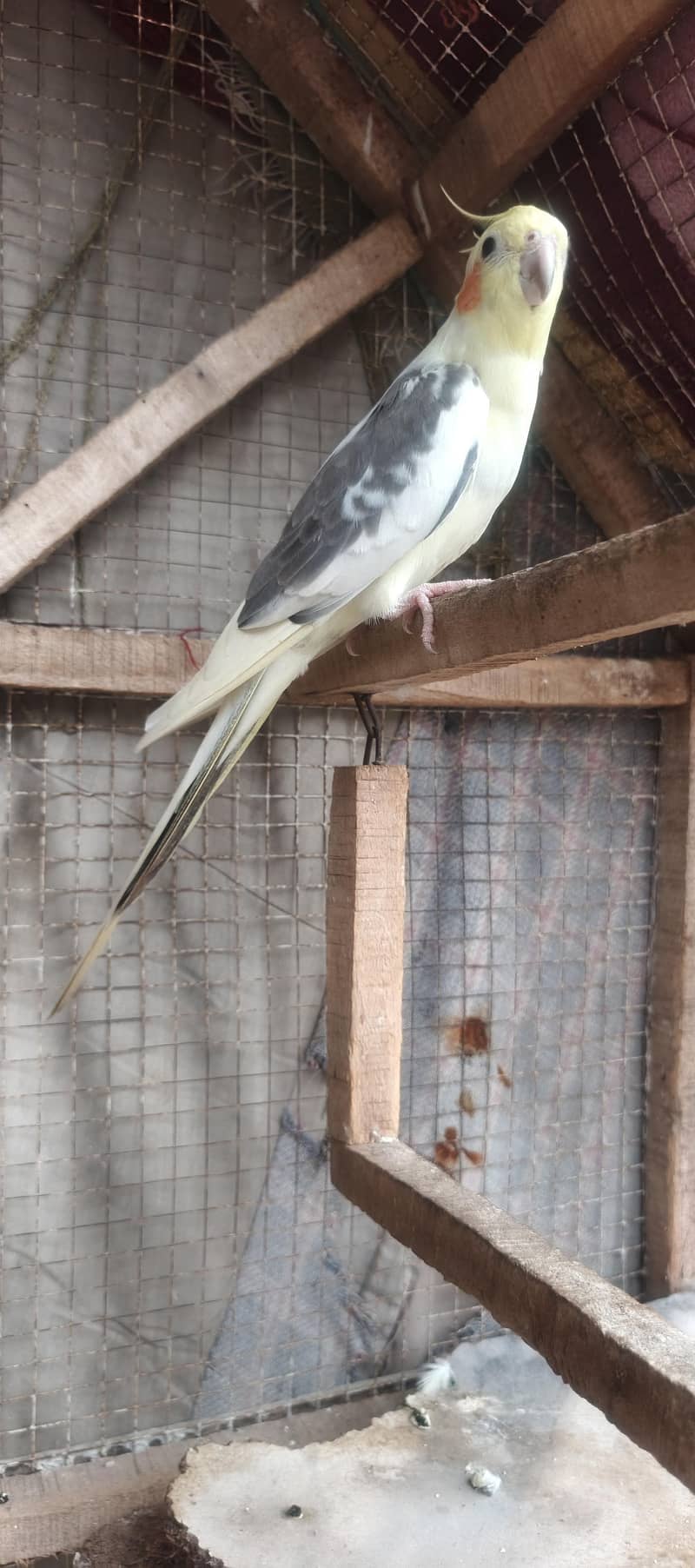 perrot 7
