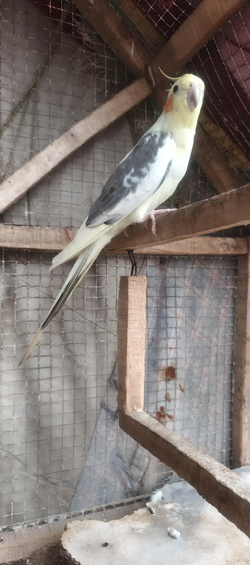 perrot — photo 8