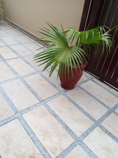 plants for sale bcos of moving