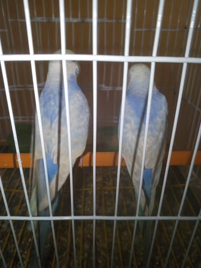 Rainbow budgie Voilet