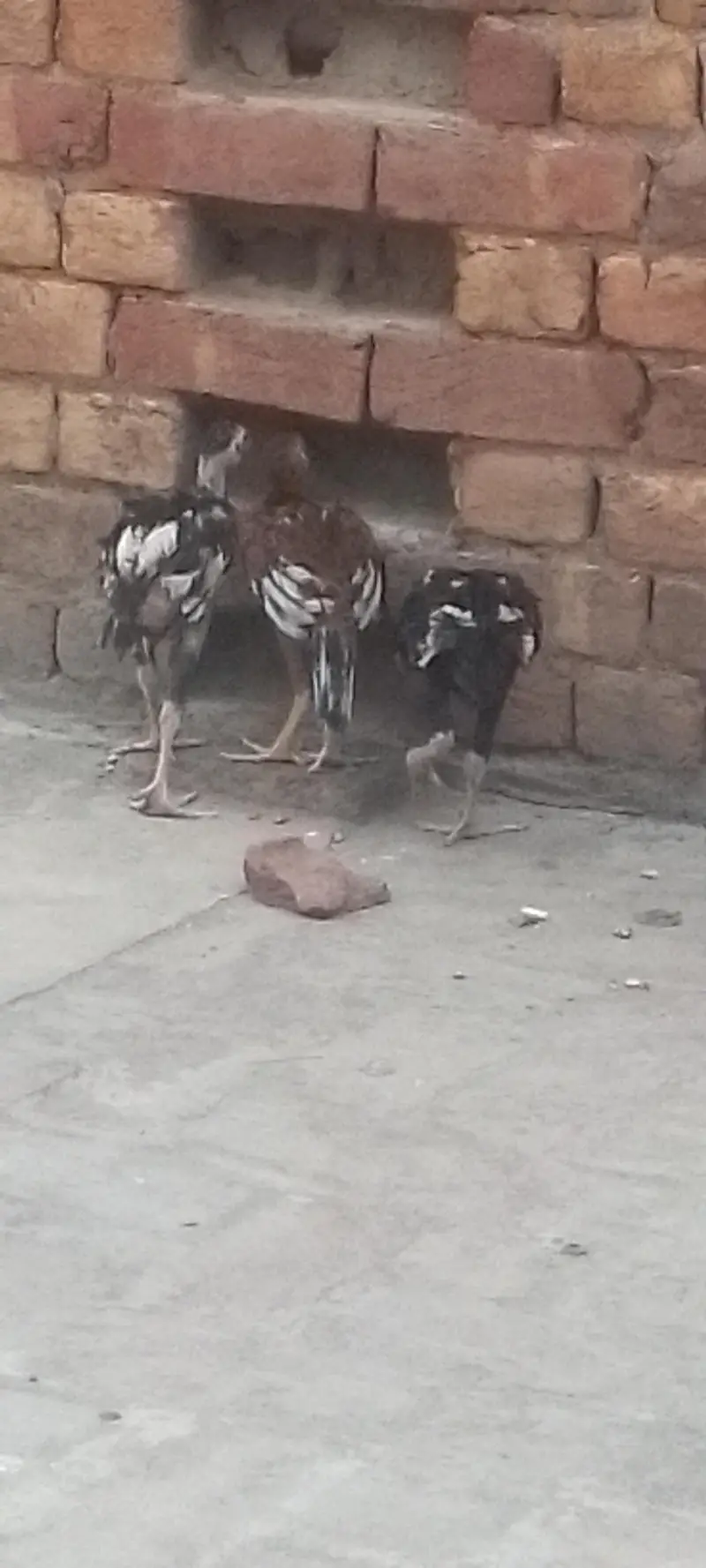 ek murga  ek murgi with 4 cheks cheeks age 2.5 months — photo 6