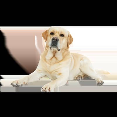 Labrador retriever golden colour