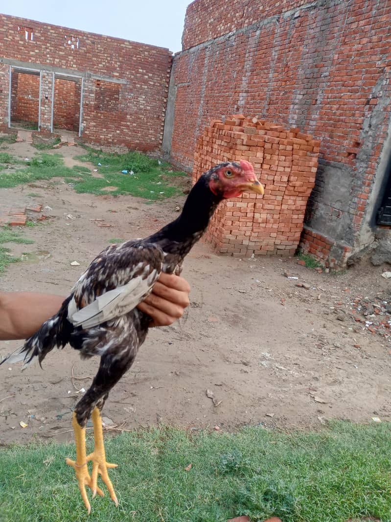 good quality 3