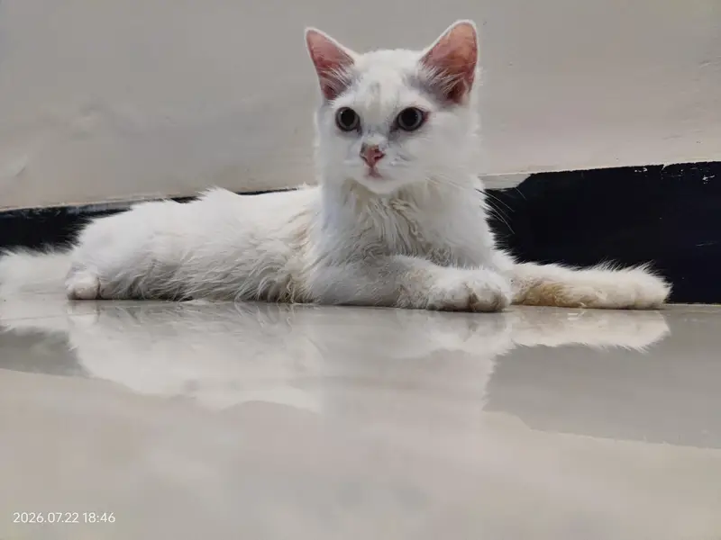 Cute White Persian Cat Female — photo 3