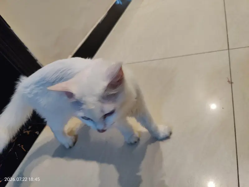 Cute White Persian Cat Female — photo 4