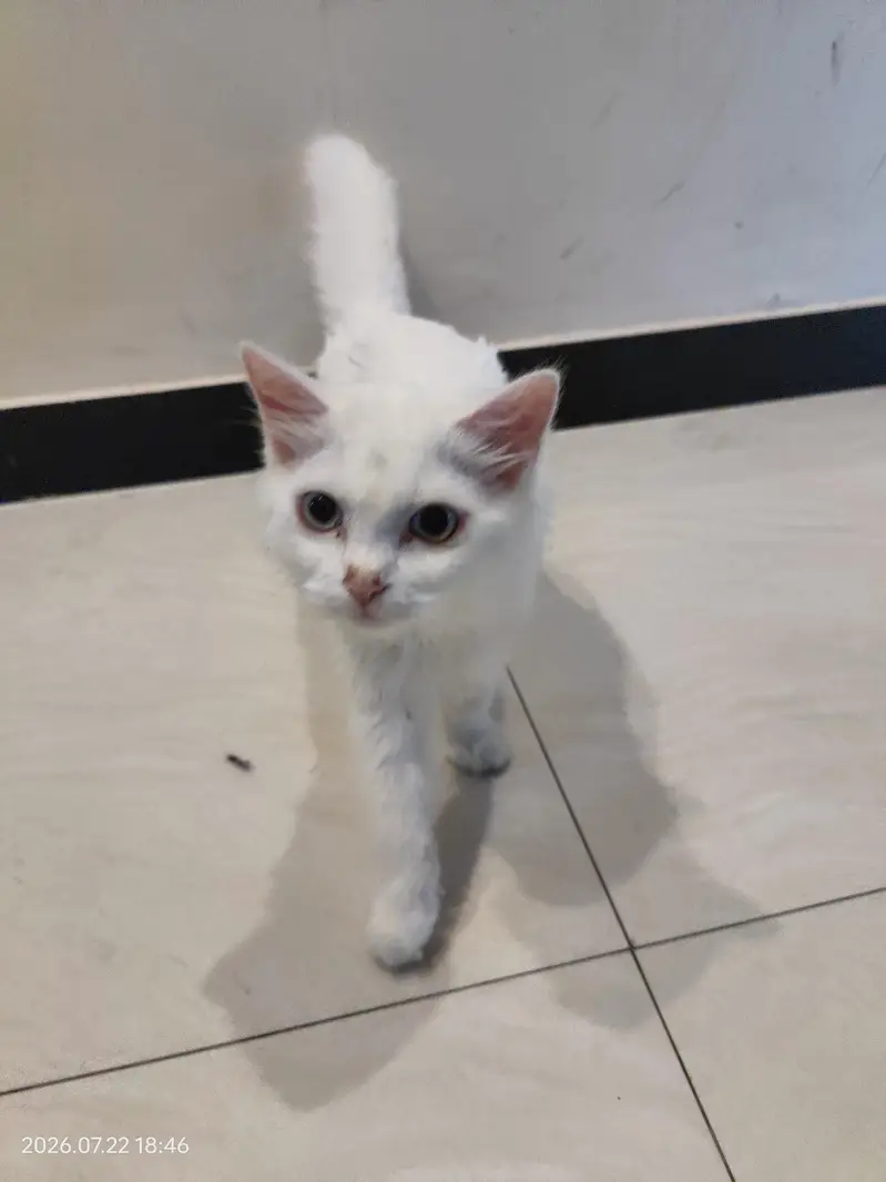 Cute White Persian Cat Female — photo 5