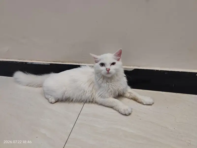 Cute White Persian Cat Female — photo 6