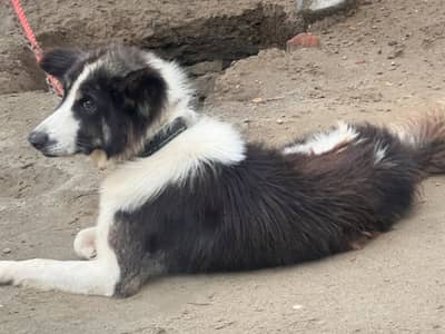 Dog bakr wal pure breed