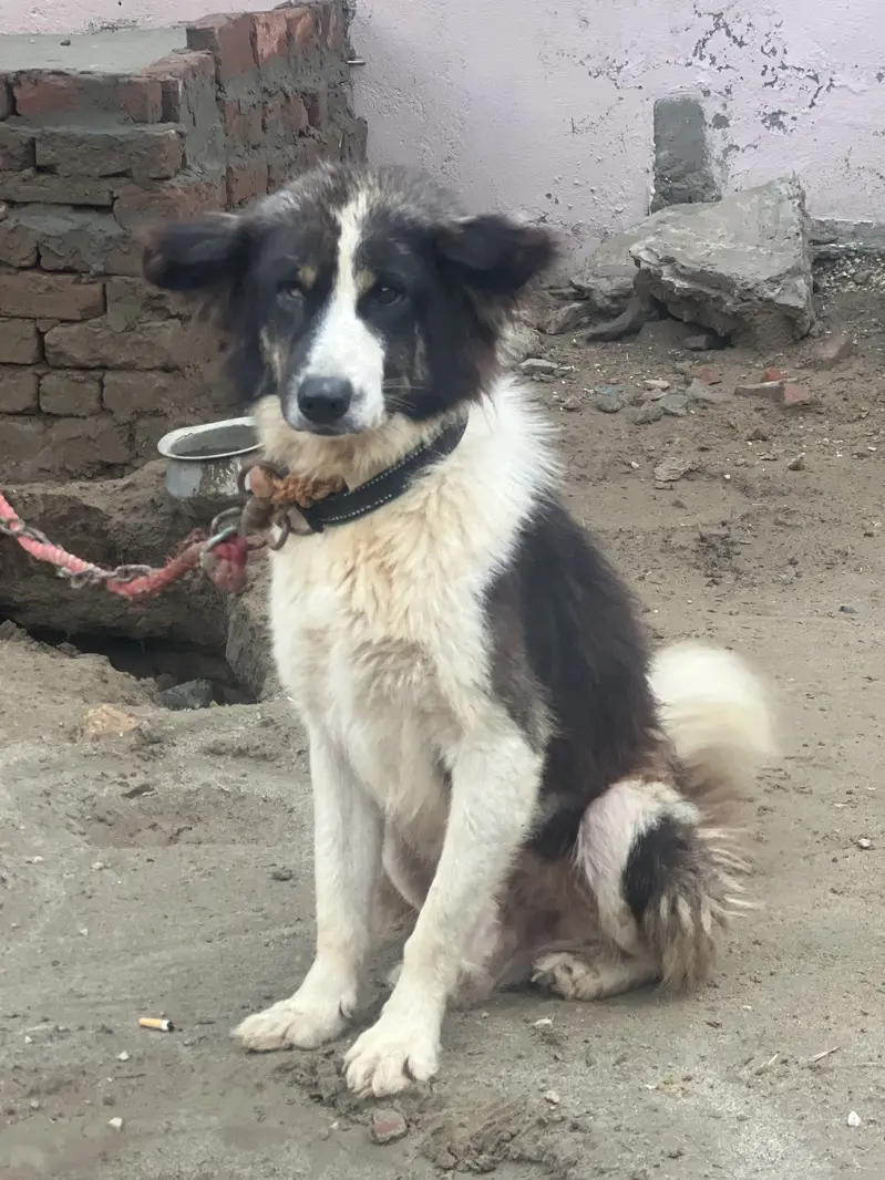 Dog bakr wal pure breed — photo 2