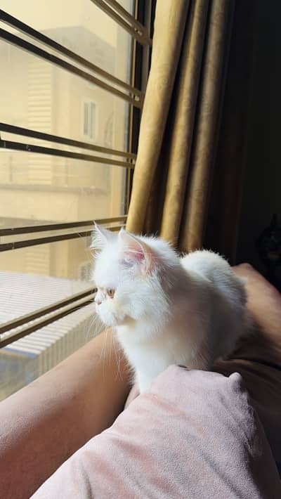 Adorable Female Persian Triple Coat Kitten for Sale 