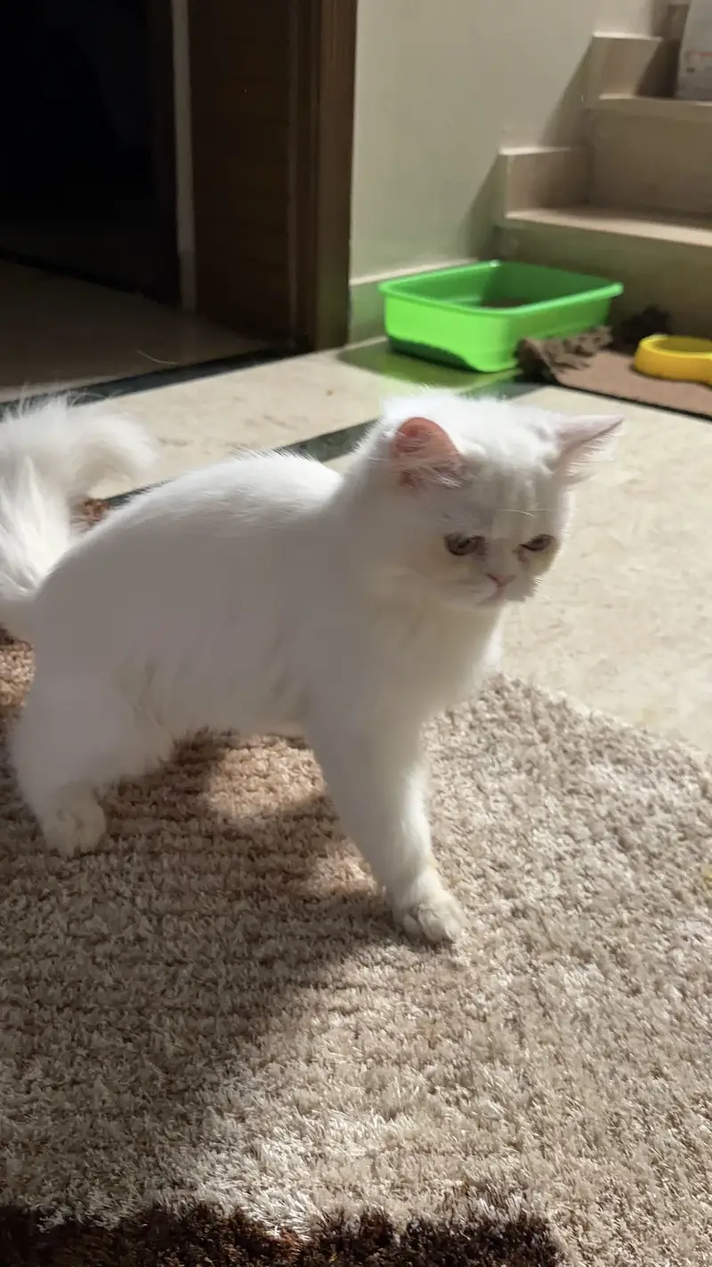 Adorable Female Persian Triple Coat Kitten for Sale  — photo 2