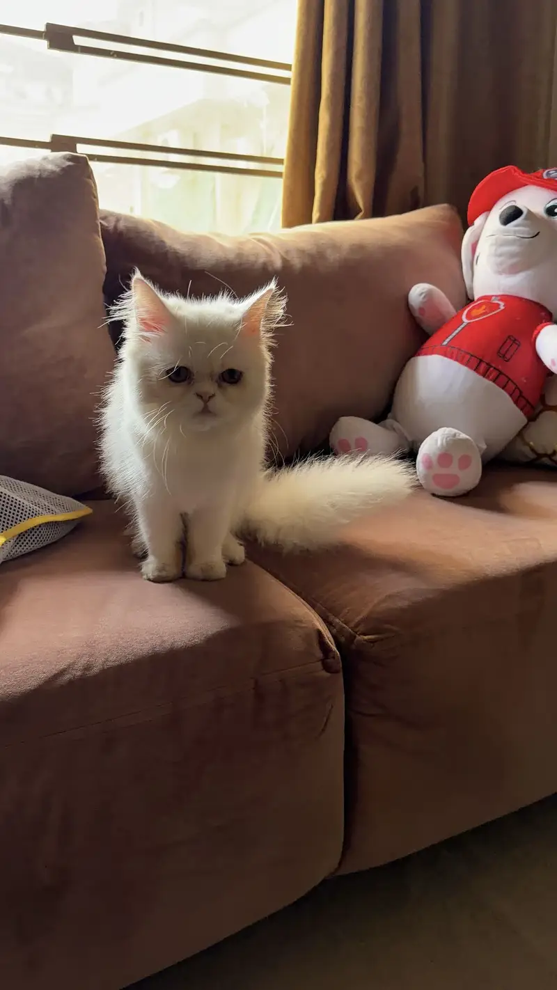 Adorable Female Persian Triple Coat Kitten for Sale  — photo 3