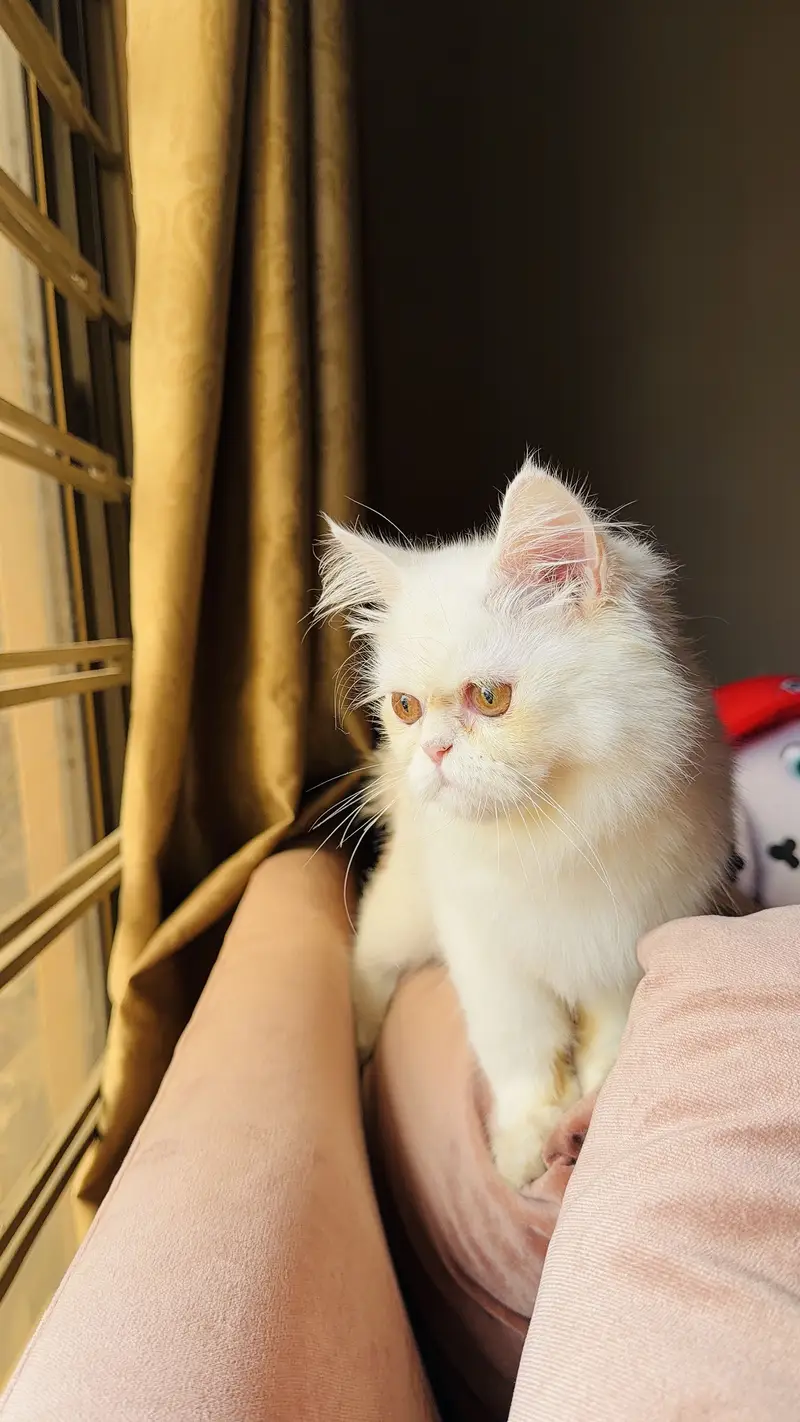 Adorable Female Persian Triple Coat Kitten for Sale  — photo 5