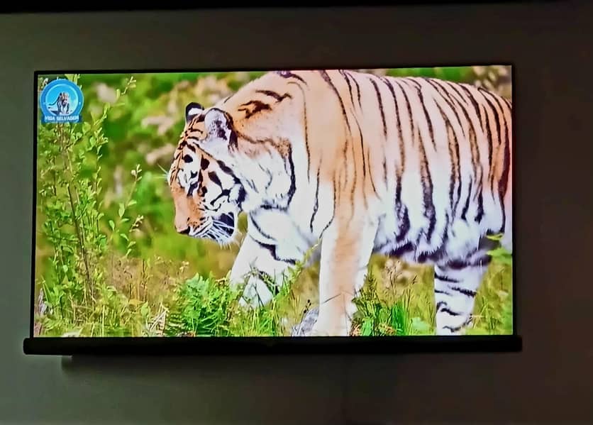 tcl55" c6 Harman kardon 7