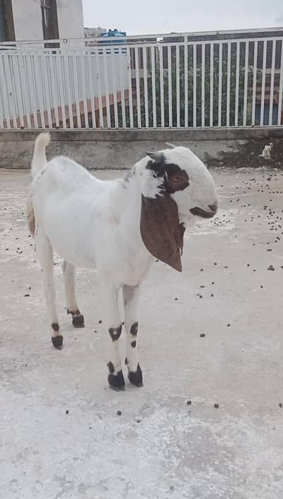 bittal bakra
