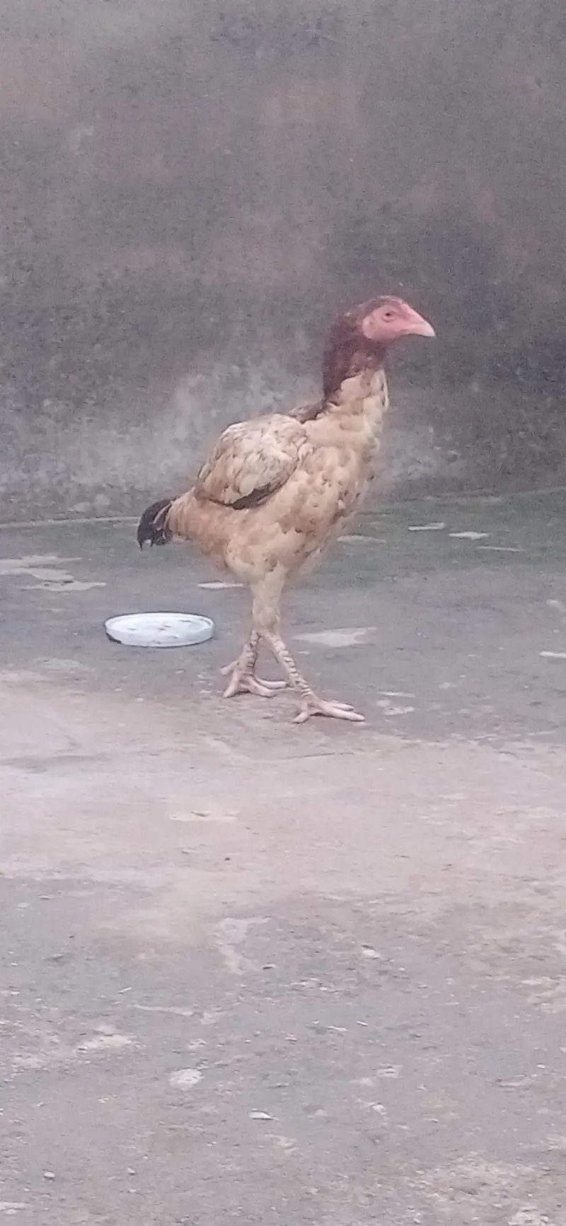 pure aseel  urgent sell — photo 2