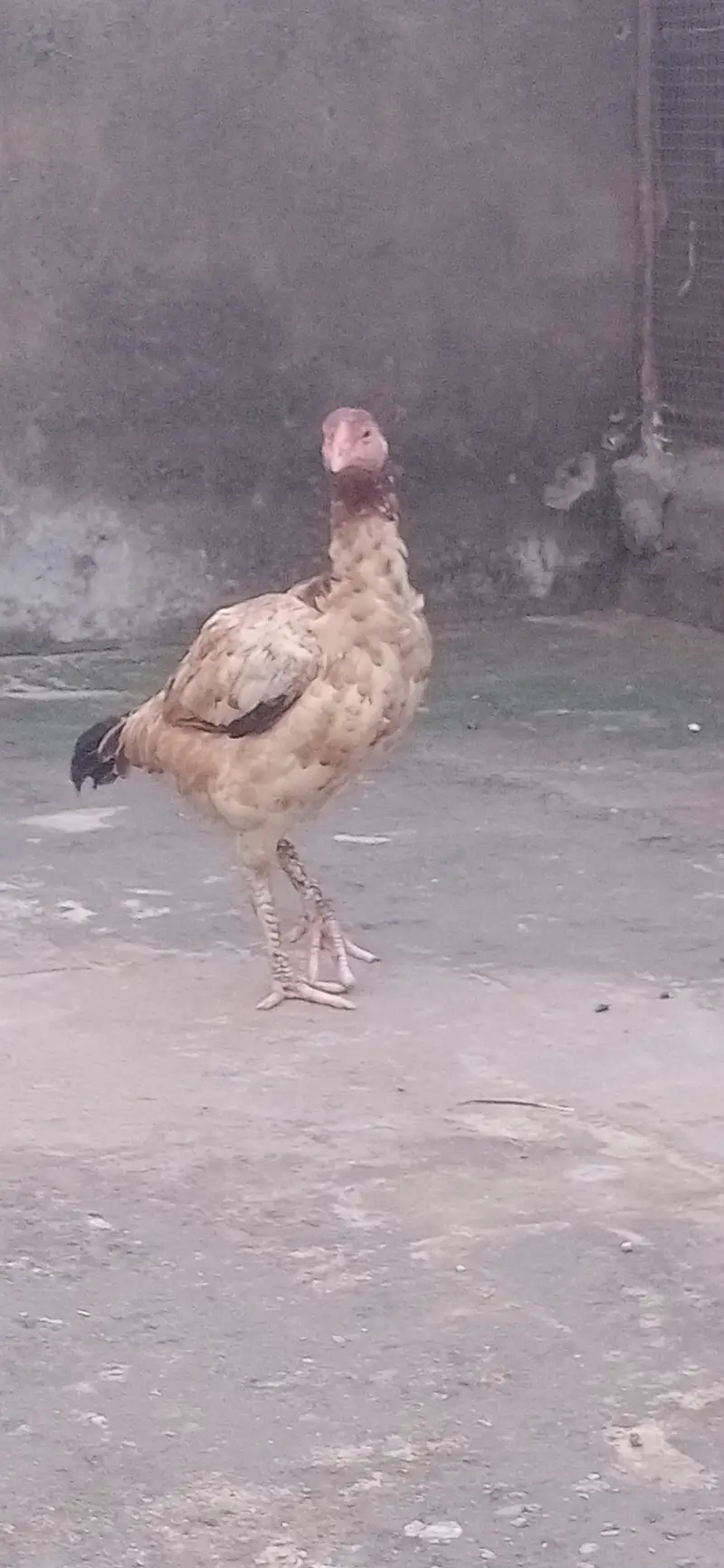 pure aseel  urgent sell — photo 3