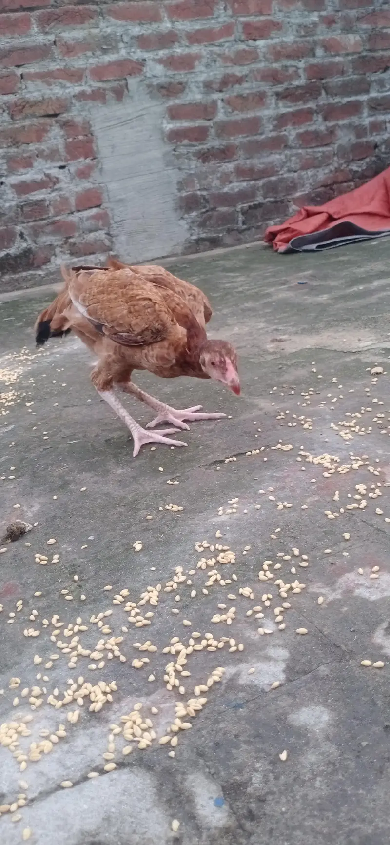 pure aseel  urgent sell — photo 5