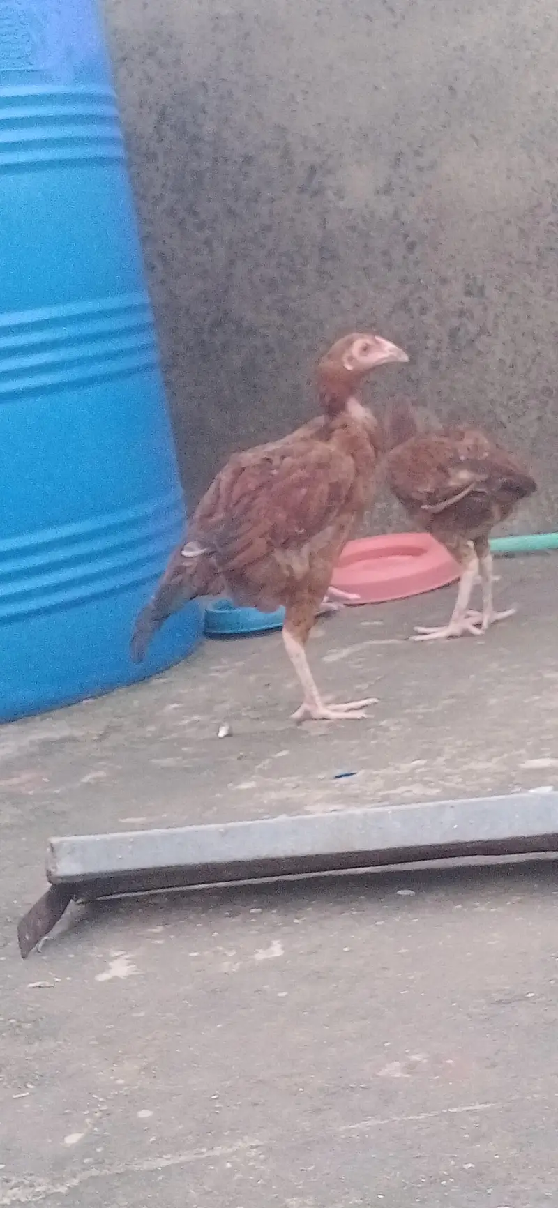 pure aseel  urgent sell — photo 6